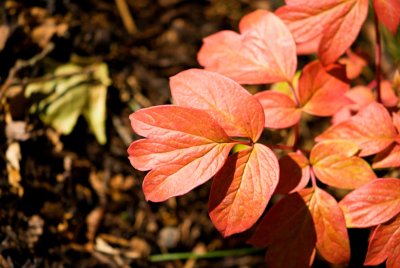 Paeonia suffruticosa - pivoňka keřovitá - list podzim